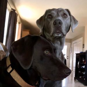 Meet your Posher, Trish